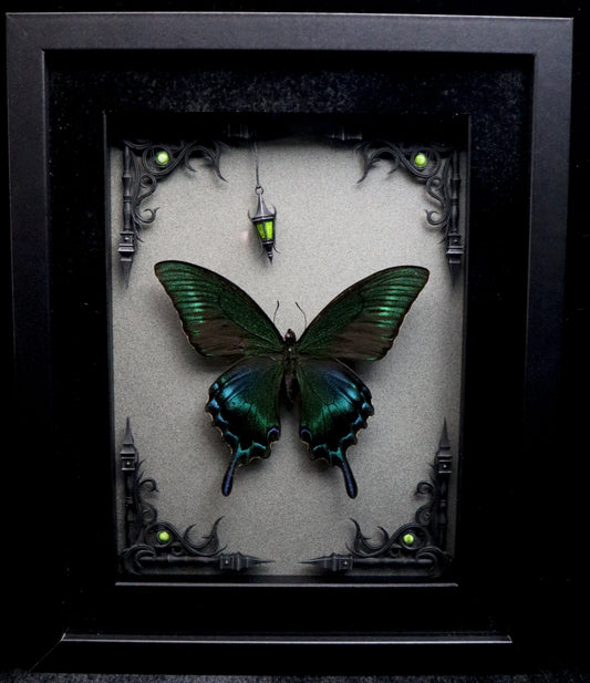 Alpine Black Swallowtail