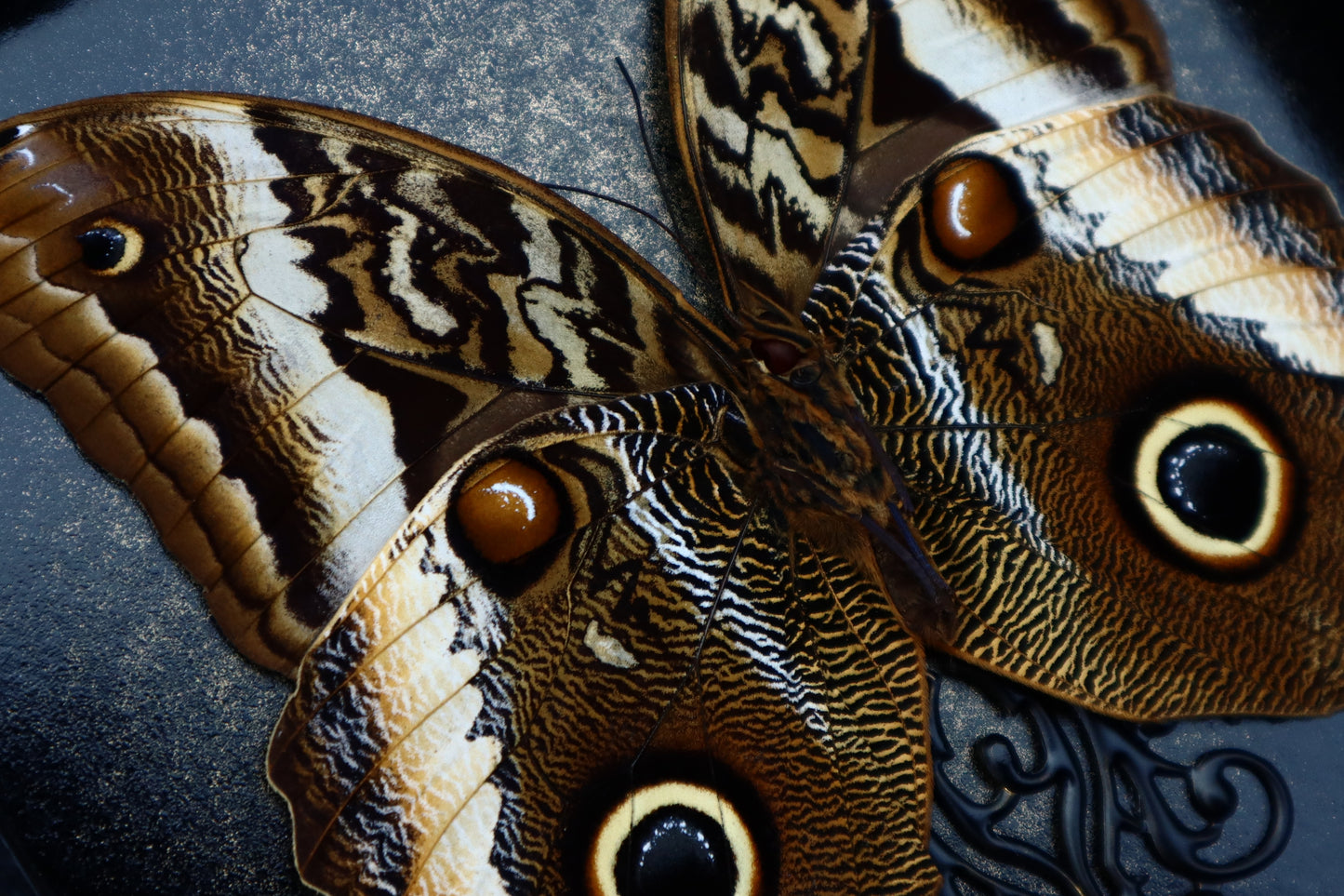 Giant Owl Butterfly