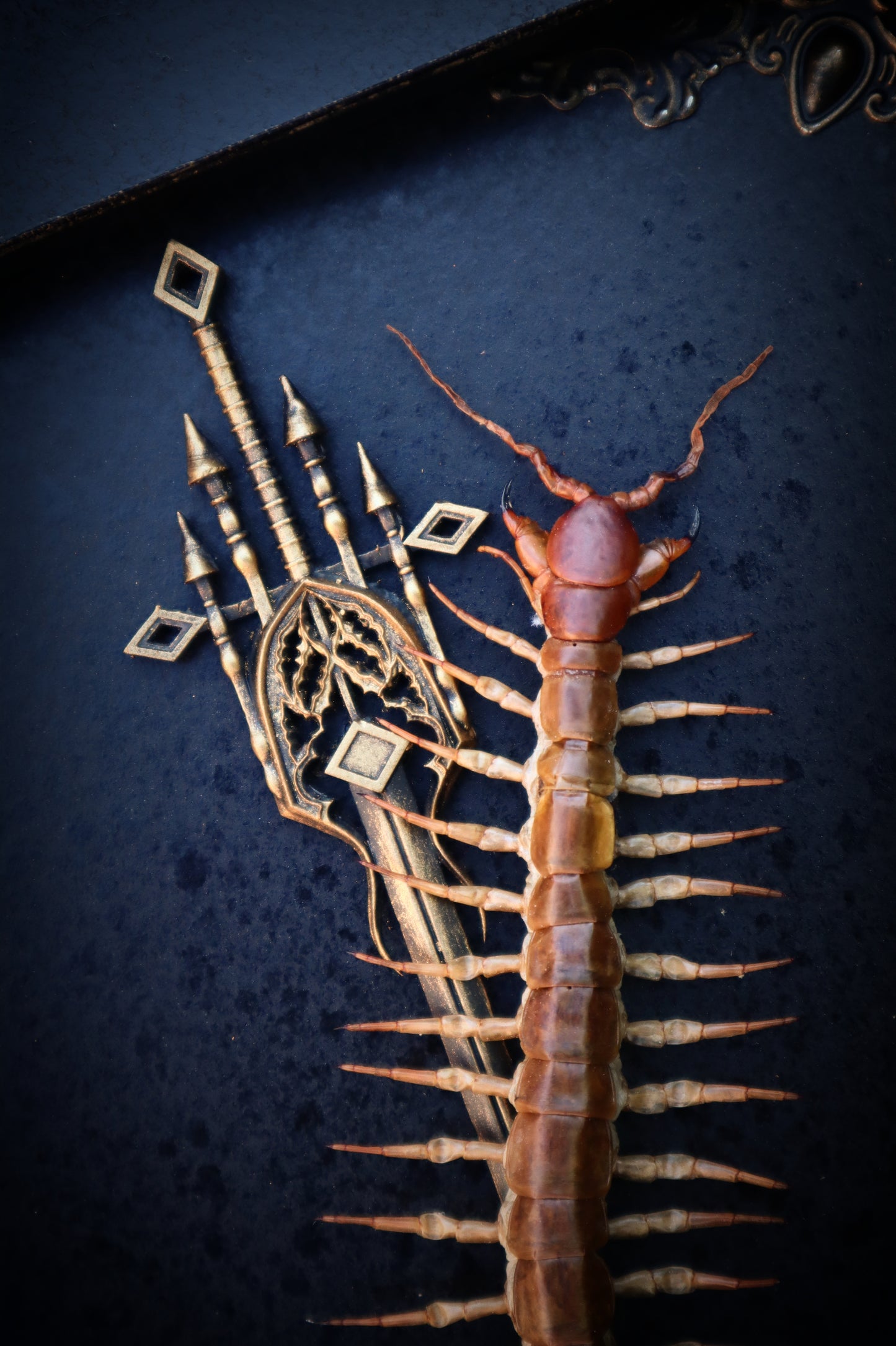 Chinese Red-Headed Centipede