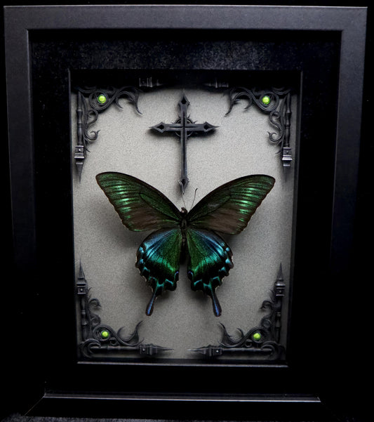 Alpine Black Swallowtail