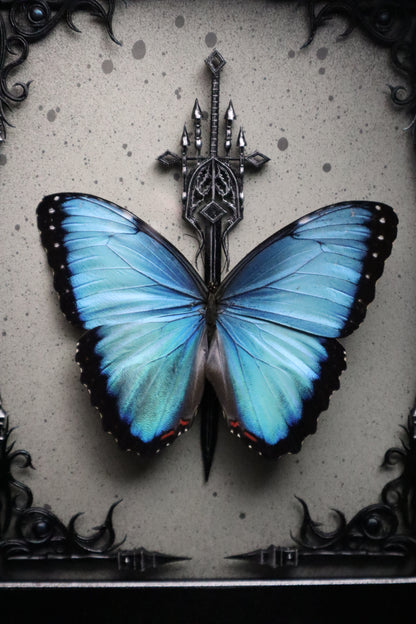 Morpho Helenor